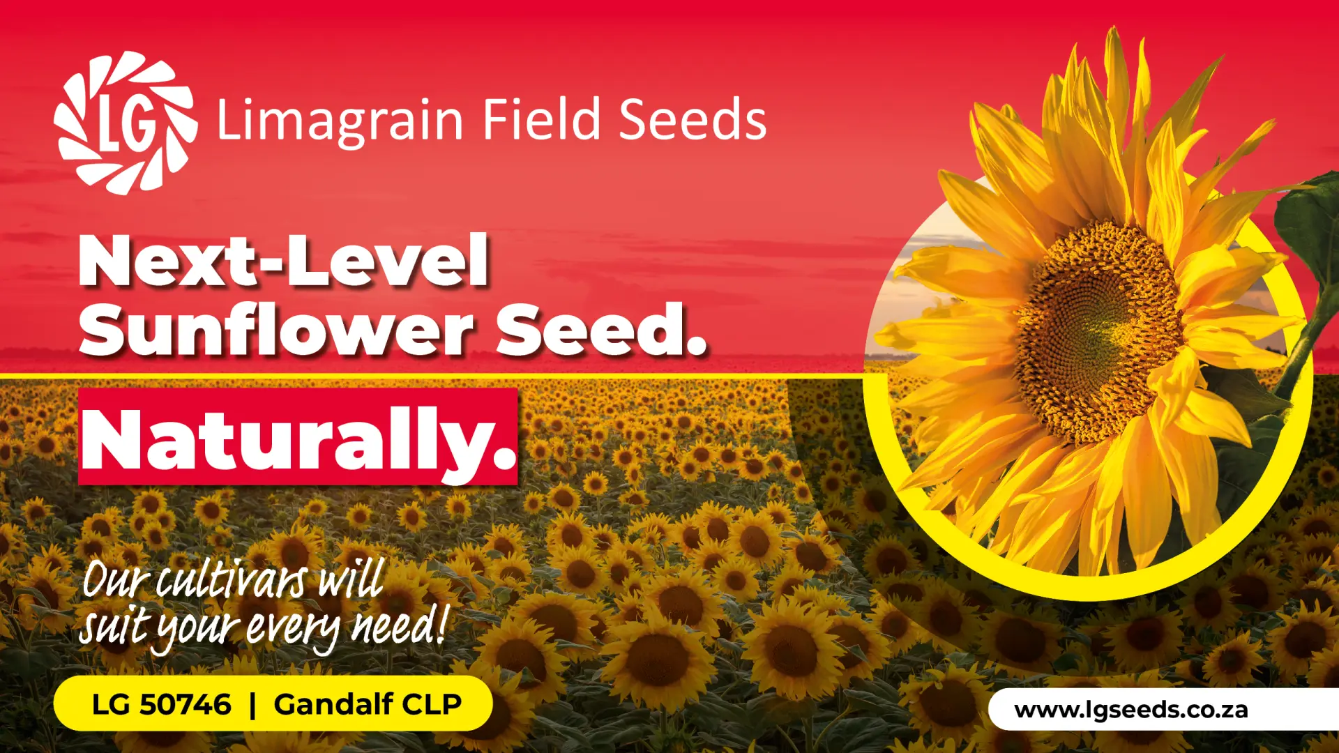 Sunflower cultivars | Confidence in every seed | Limagrain Field Seeds South Africa