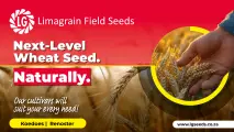 Wheat cultivars | Tailored for every need | Limagrain Field Seeds South Africa