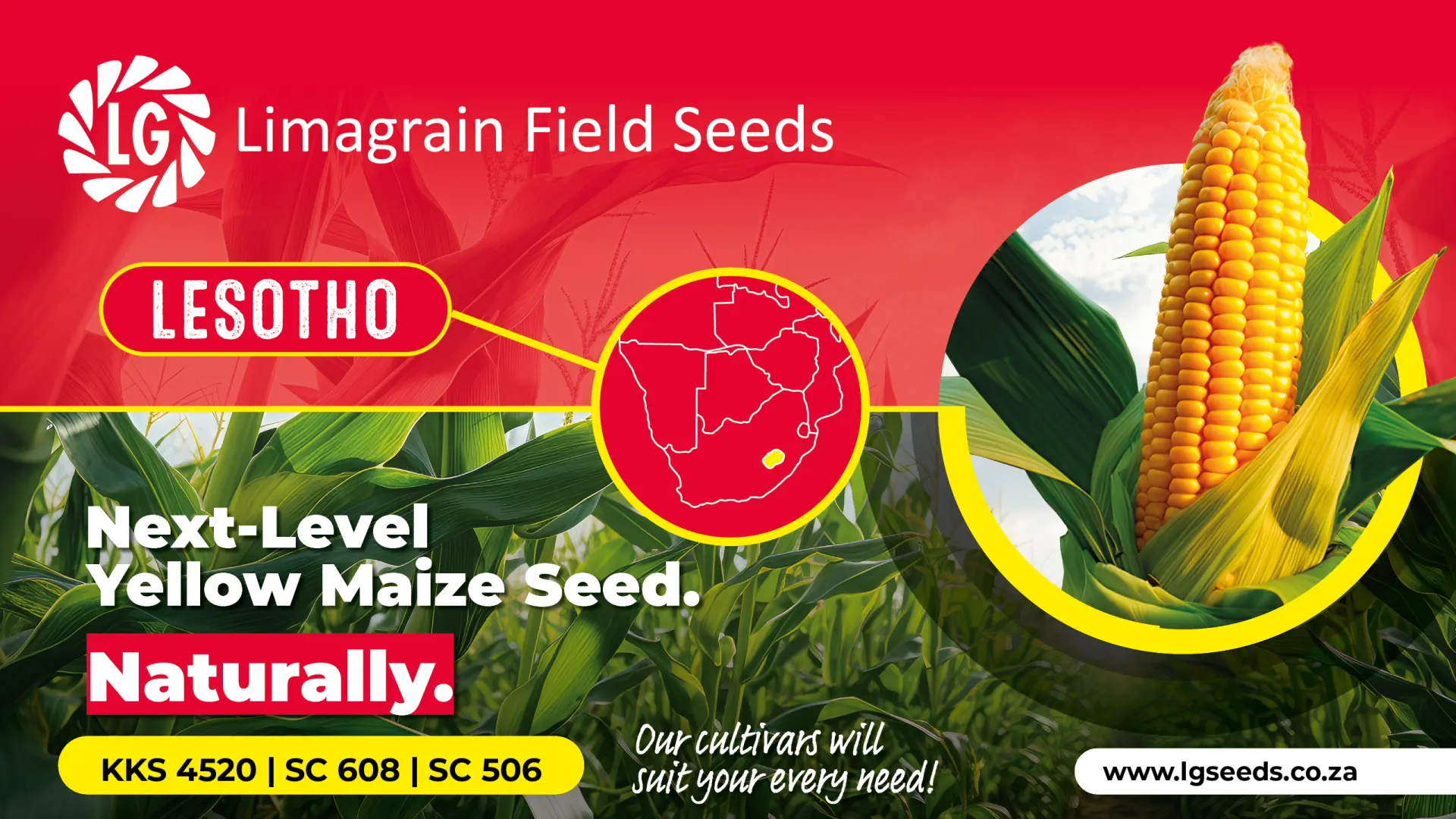 Protect your household’s yield with resilient seed | Limagrain Field Seeds South Africa
