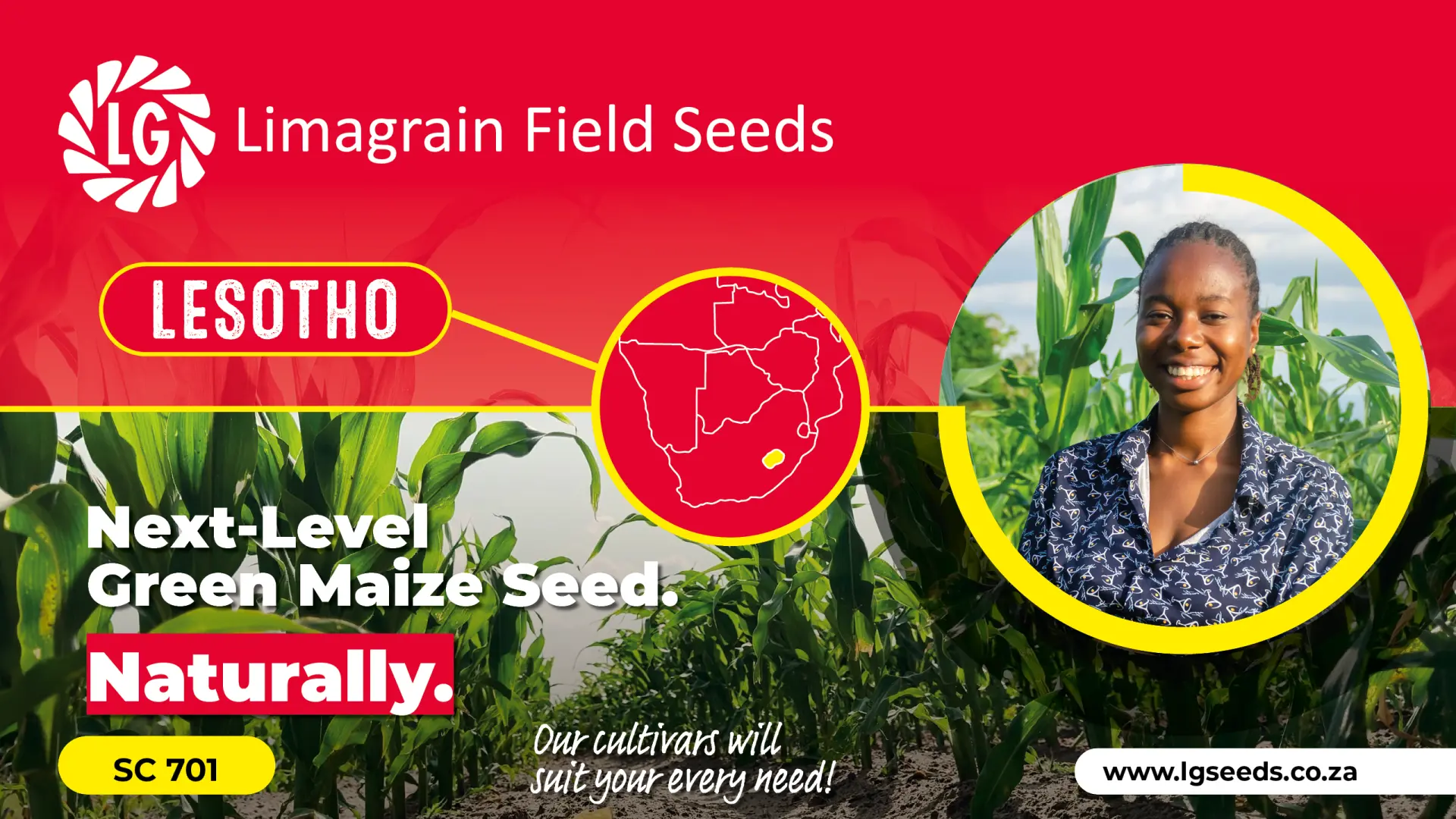 Green maize for market and table | Limagrain Field Seeds South Africa