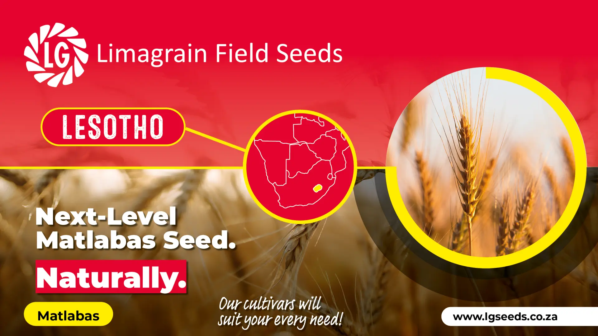Frost-resilient wheat to protect your winter harvest | Limagrain Field Seeds South Africa