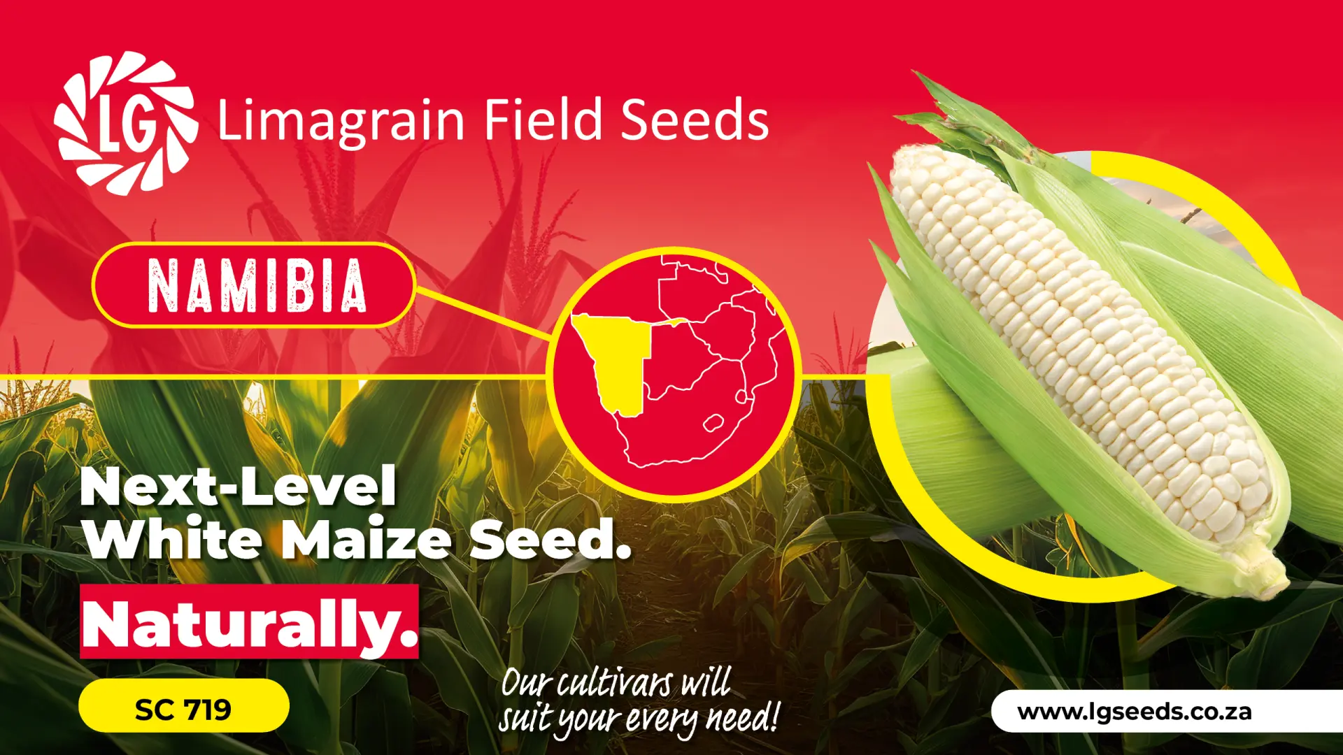 Tough white maize | Limagrain Field Seeds South Africa