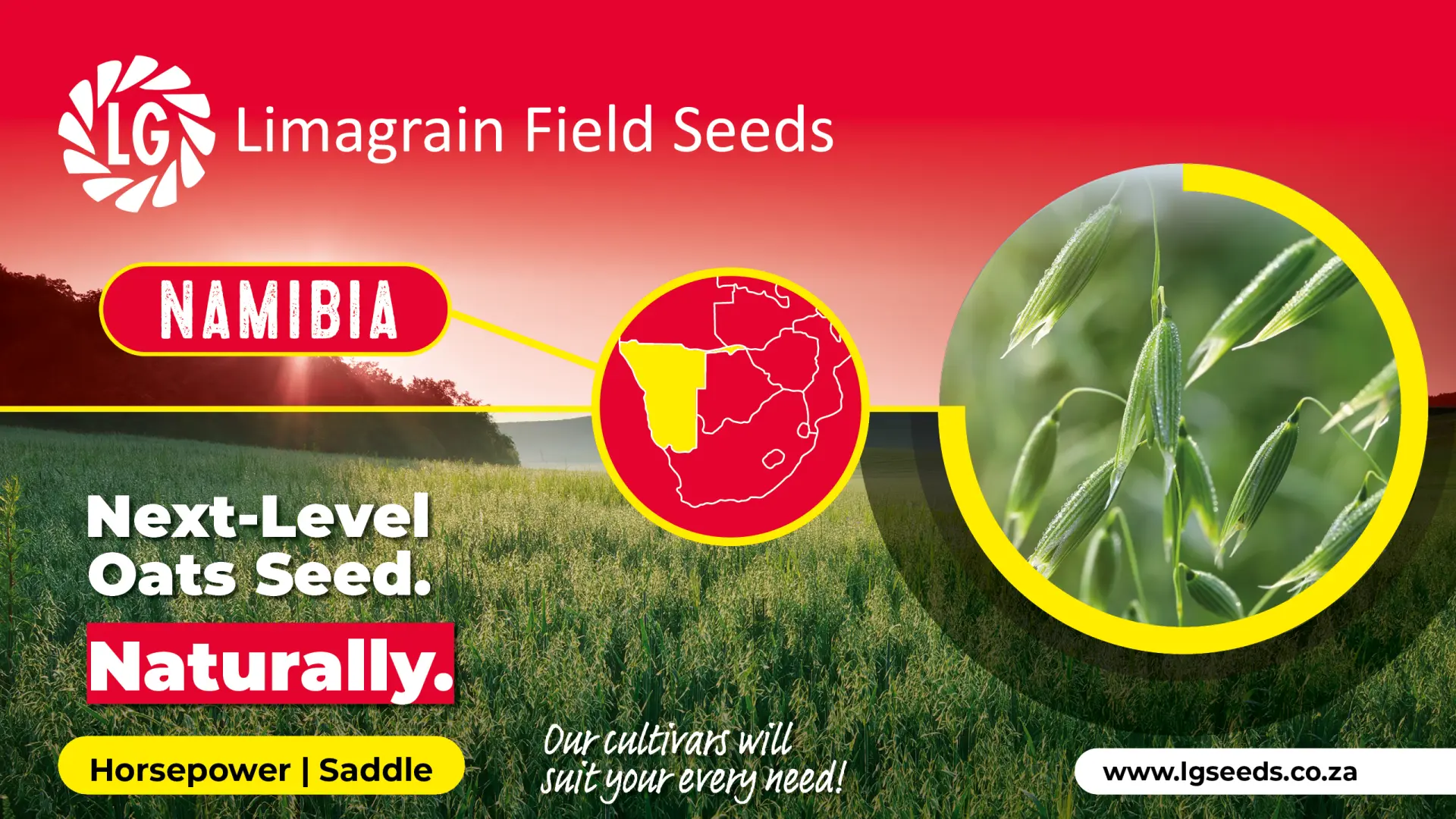 Tough, high-performance oat cultivars | Limagrain Field Seeds South Africa