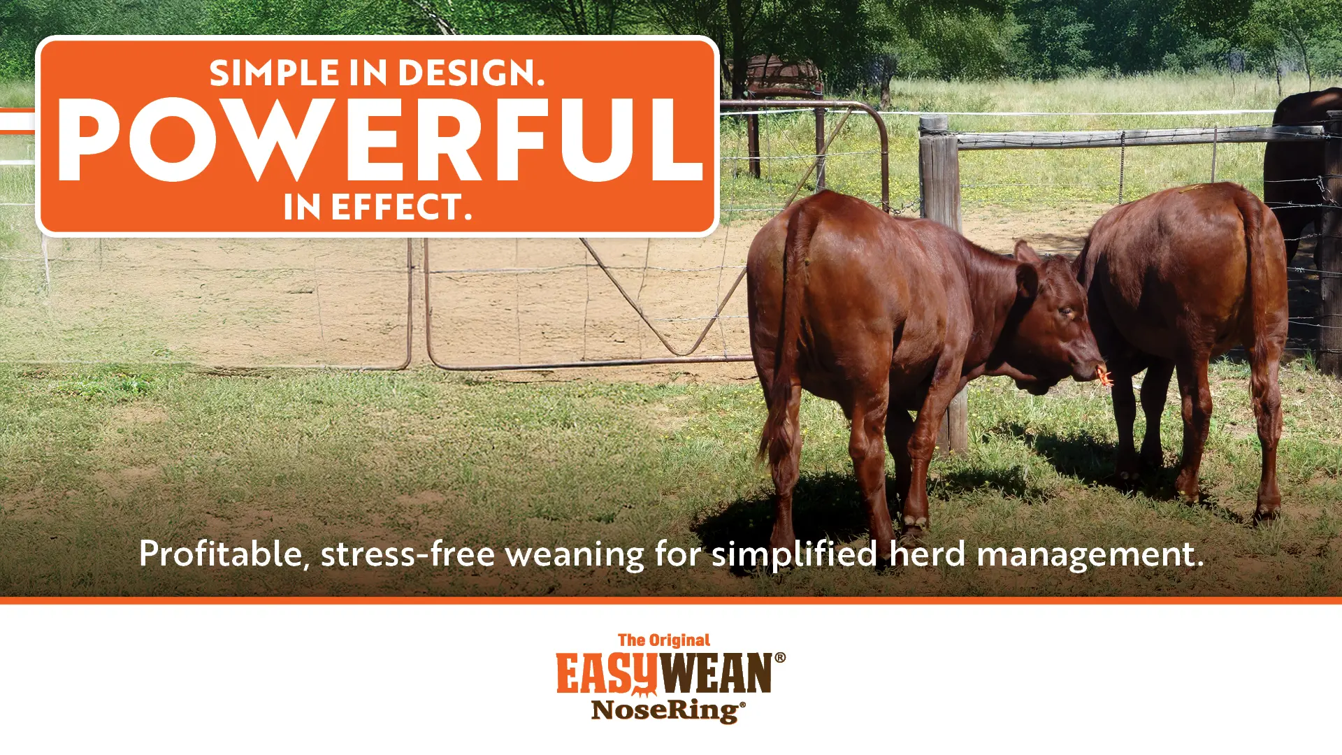 Simple In Design | Powerful In Effect | Profitable, stress-free weaning for simplified herd management | EASYWEAN® NoseRing®