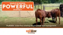 Simple In Design | Powerful In Effect | Profitable, stress-free weaning for simplified herd management | EASYWEAN® NoseRing®
