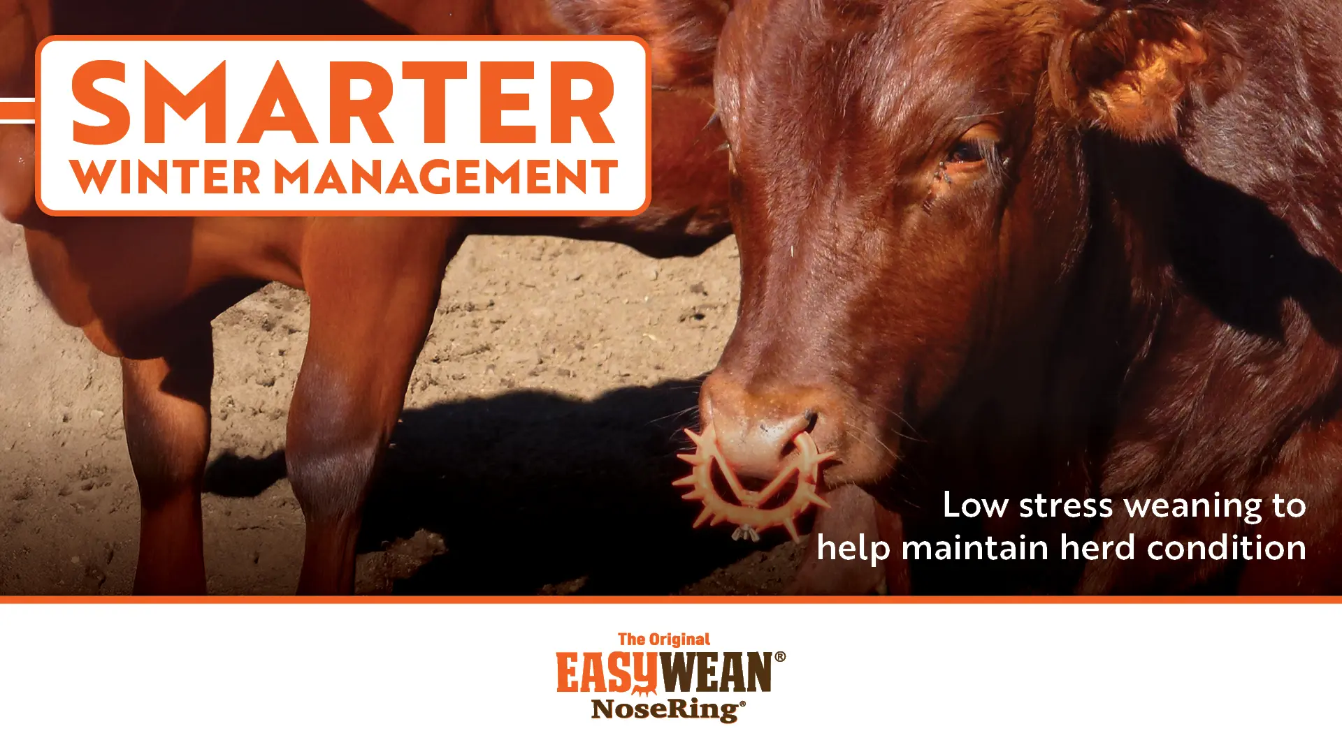 Low stress weaning to help maintain herd condition through the winter | EASYWEAN® NoseRing®