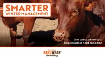 Low stress weaning to help maintain herd condition through the winter | EASYWEAN® NoseRing®