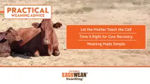 Practical Weaning Advice | EASYWEAN® NoseRing®