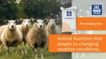 PhosPro 17 animal nutrition that adapts to changing weather conditions | YARA Animal Nutrition