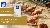 Kynofos 21 animal nutrition you can trust | YARA Animal Nutrition