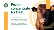 Hitech feedlot 50 | Tiger Animal Feeds