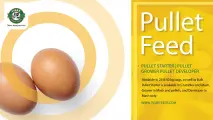 Pullet feed | Tiger Animal Feeds