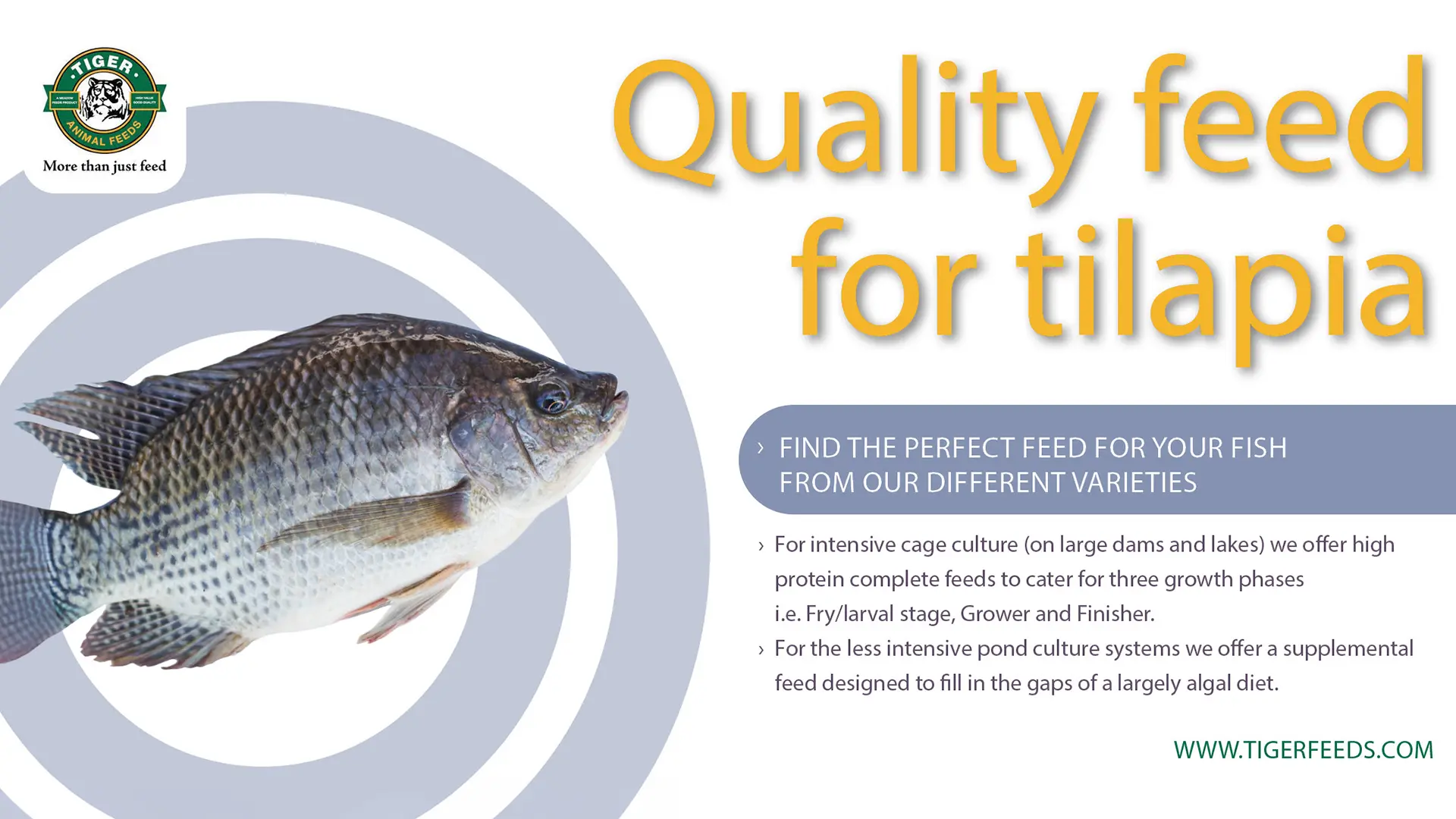 Feed for tilapia | Tiger Animal Feeds
