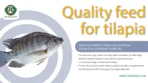 Feed for tilapia | Tiger Animal Feeds