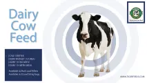 Dairy cow feed | Tiger Animal Feeds