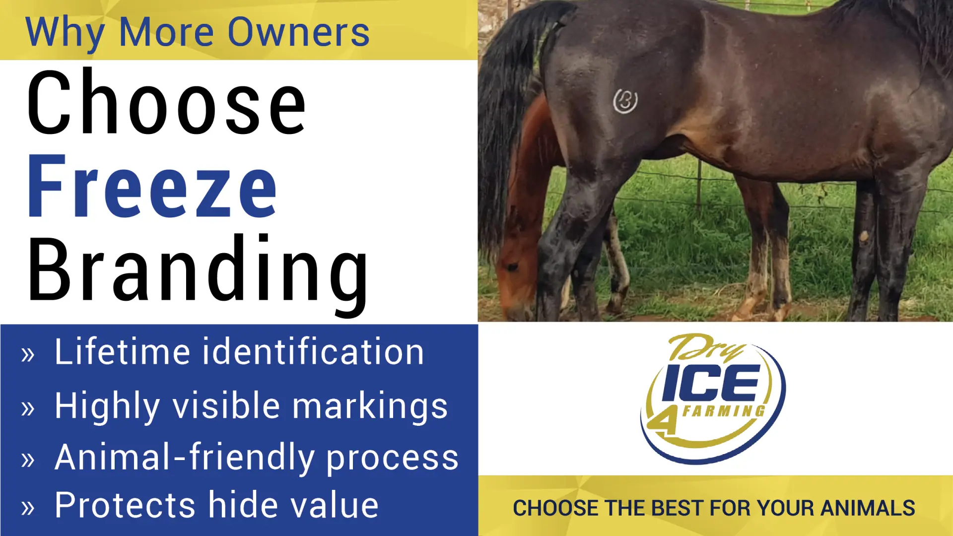 Why more owners choose freeze branding | Dry Ice 4 Farming