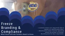 Freeze branding & Compliance | Dry Ice 4 Farming