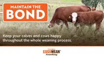 Keep your calves and cows happy throughout the whole weaning process | EASYWEAN® NoseRing®