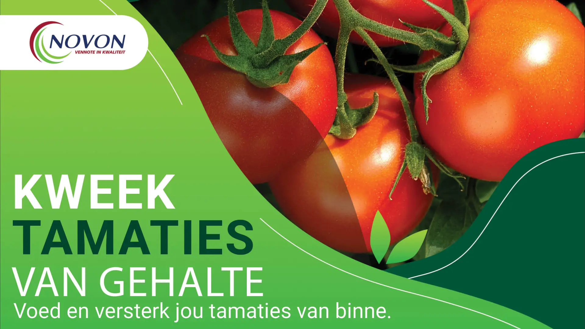 Kweek tamaties van gehalte | Voed en versterk jou tamaties van binne | Novon