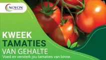 Kweek tamaties van gehalte | Voed en versterk jou tamaties van binne | Novon