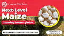 Next-level maize: Growing better yields | Limagrain Field Seeds South Africa