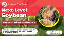 Next-level soybean: Harvest with confidence | Limagrain Field Seeds South Africa