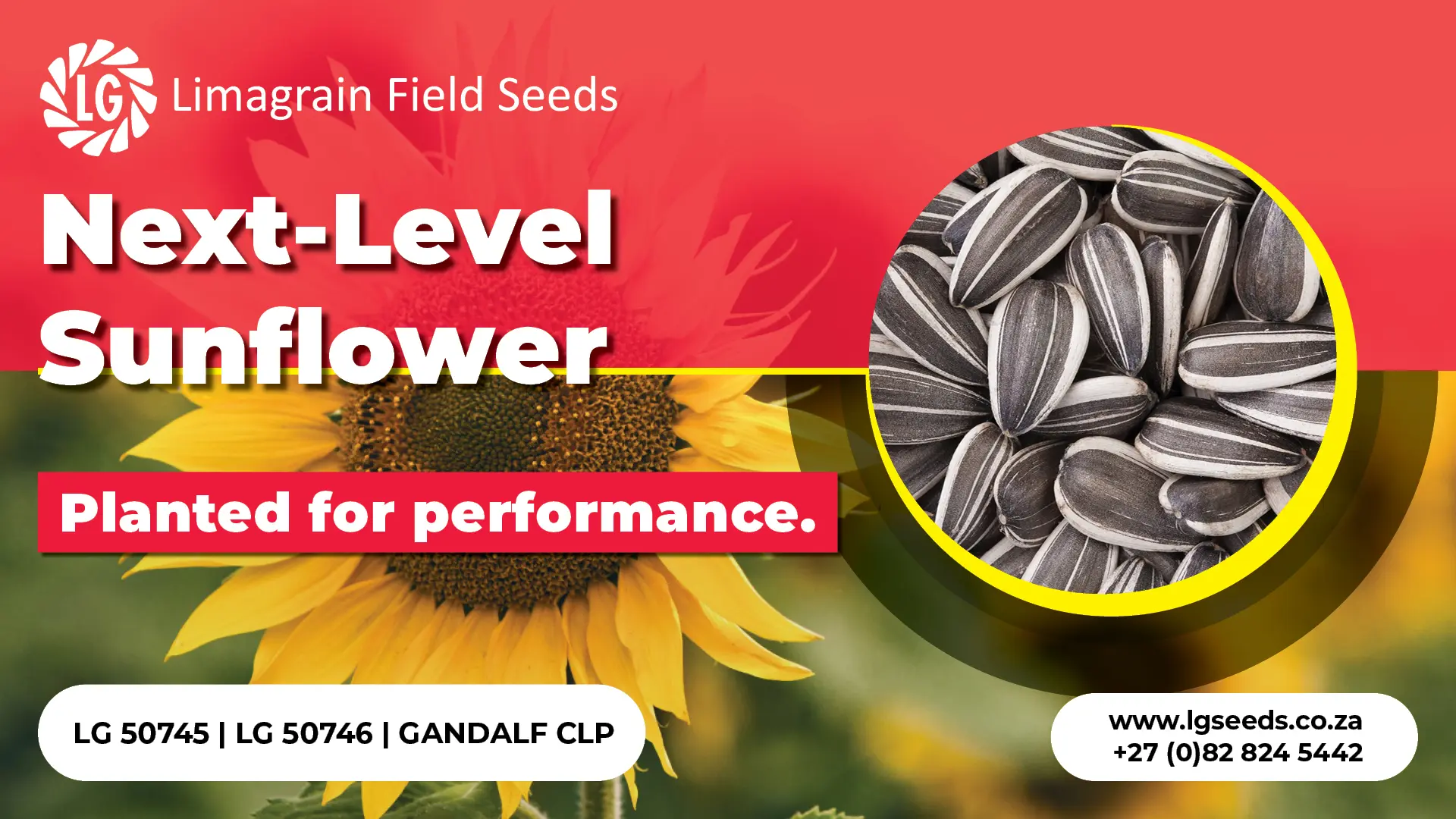 Next-level sunflower: Planted for performance | Limagrain Field Seeds South Africa