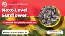 Next-level sunflower: Planted for performance | Limagrain Field Seeds South Africa