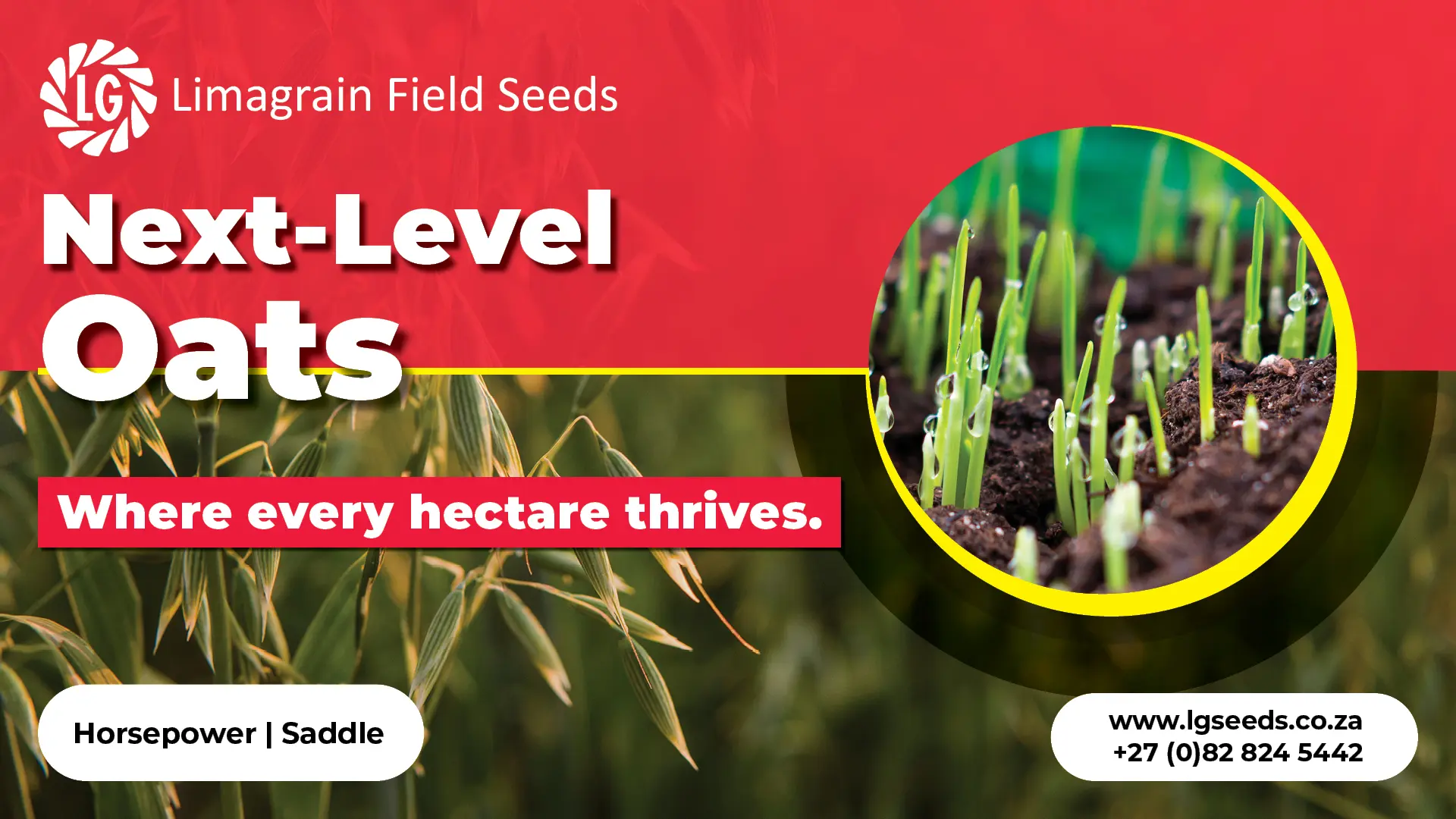 Next-level oats: Where every hectare thrives | Limagrain Field Seeds South Africa