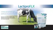 Lactipro FLX Dairy | Stabilize rumen pH improve rumen function | Four Lakes