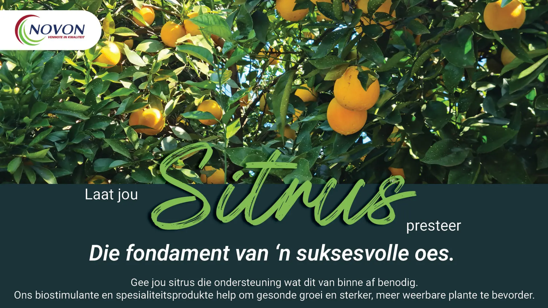 Laat jou sitrus presteer | Die fondament van 'n suksesvolle oes | Novon 
