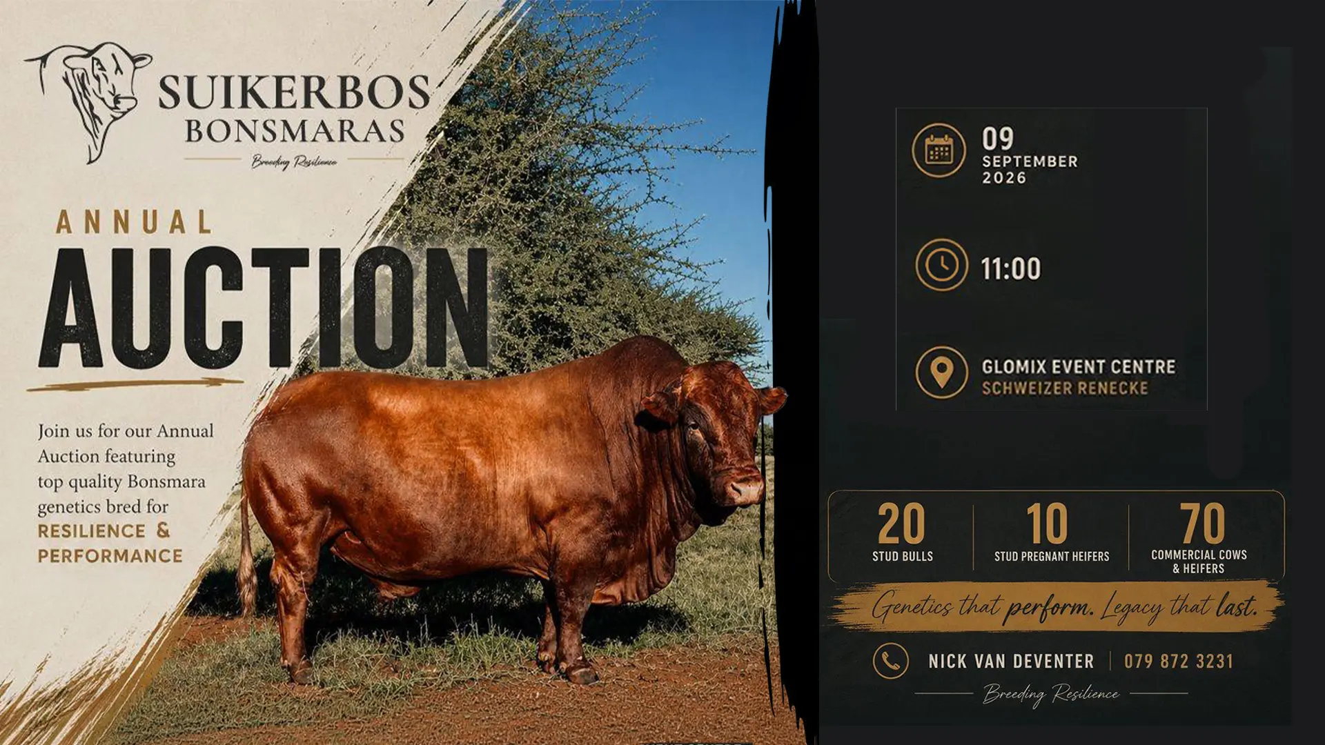 Suikerbos Bonsmara Annual Auction | 9 September 2026 | 11:00 | Schweizer-Reneke