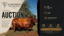 Suikerbos Bonsmara Annual Auction | 9 September 2026 | 11:00 | Schweizer-Reneke