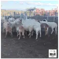 Meatmaster Ewes