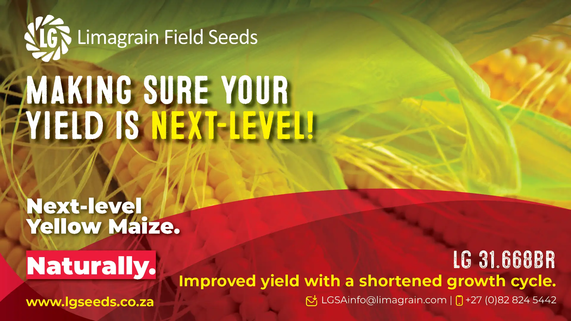 LG 31.668BR yellow maize | Improved yield with a shortened growth cycle