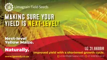 LG 31.668BR yellow maize | Improved yield with a shortened growth cycle