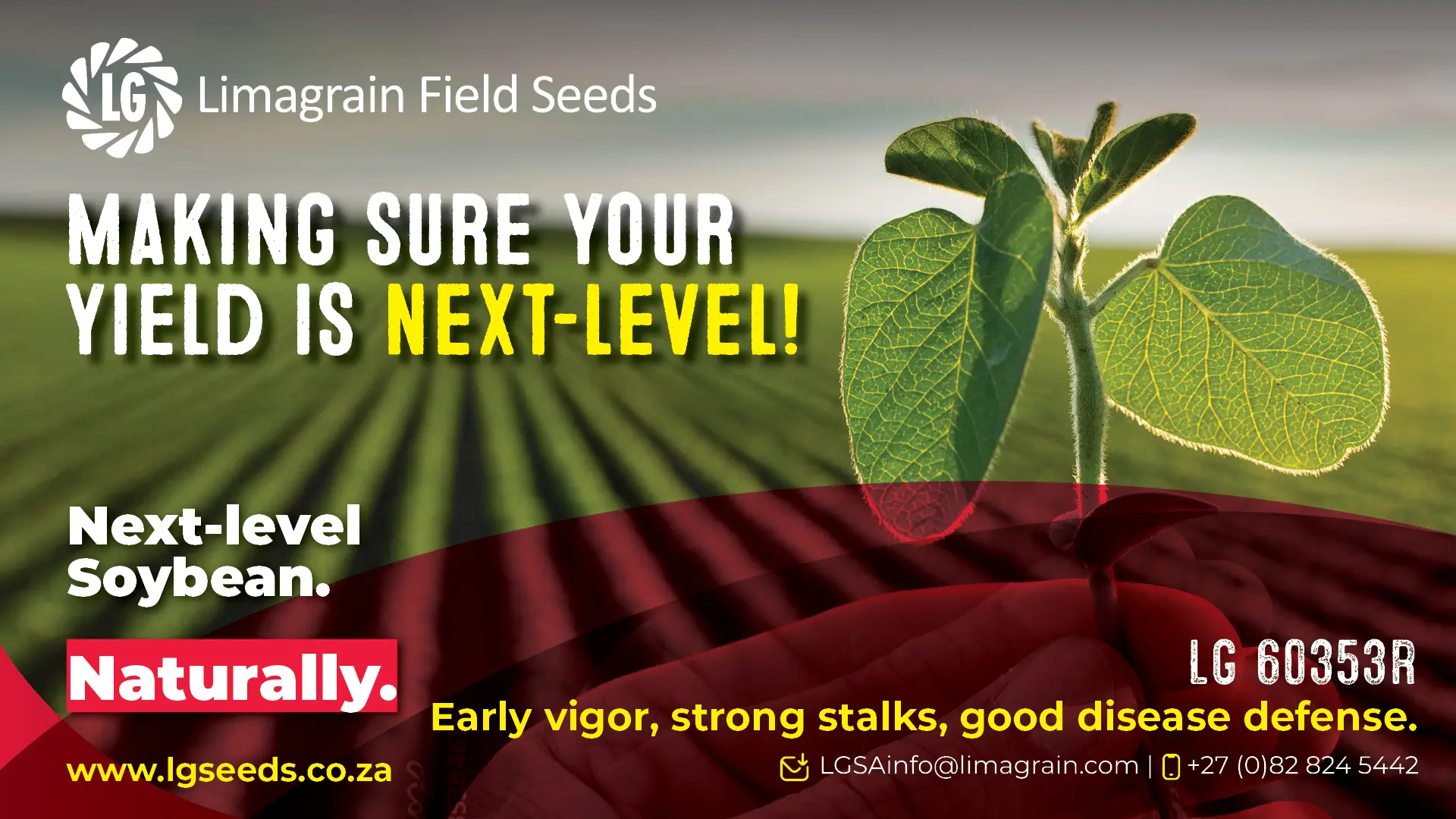 LG 60353R Soybean | Early vigor, strong stalks &amp; good disease defense