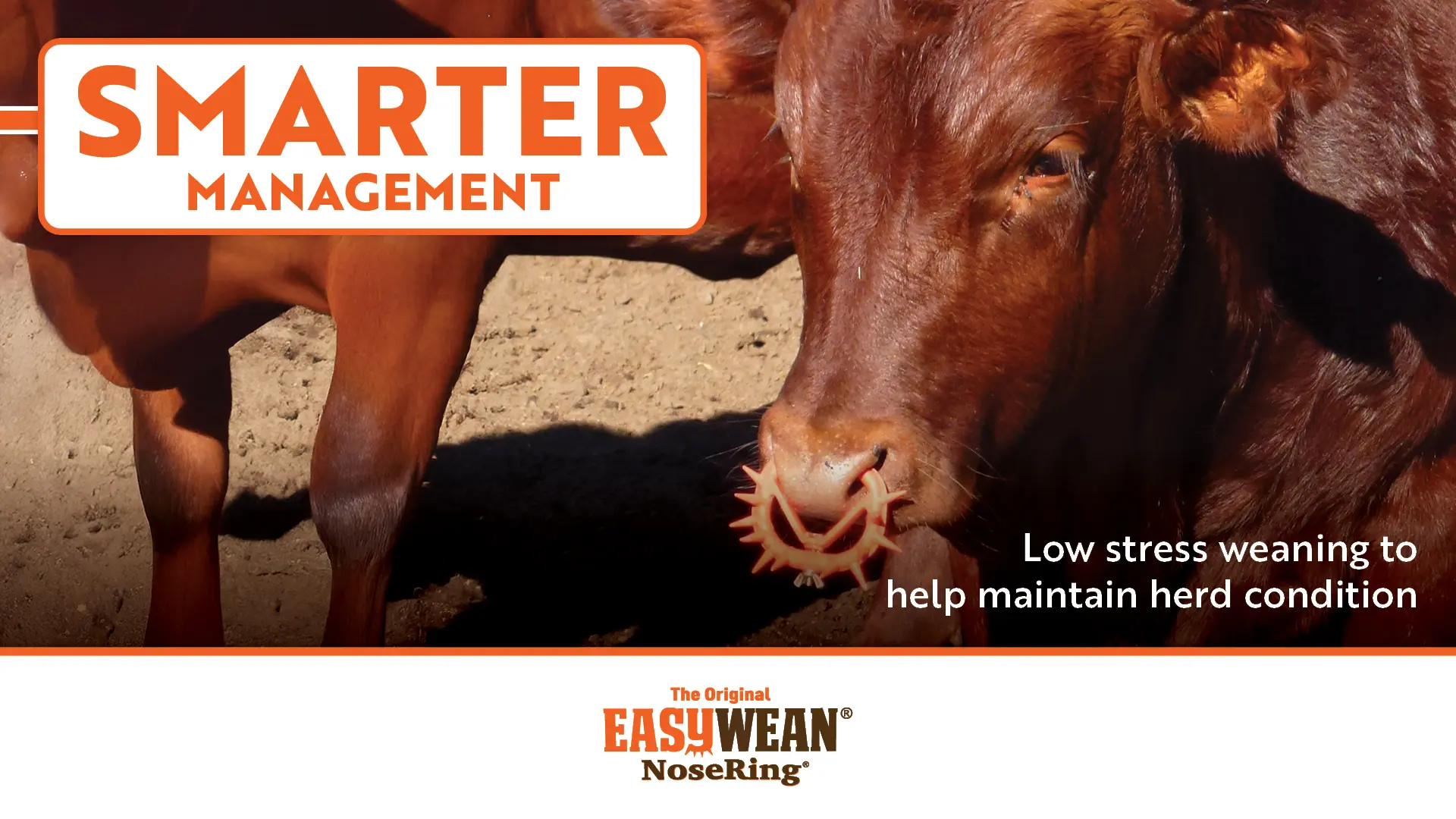 Low stress weaning to help maintain herd condition | EASYWEAN® NoseRing®