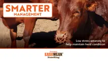Low stress weaning to help maintain herd condition | EASYWEAN® NoseRing®