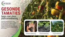 Gesonde tamaties begin met sterk plantontwikkeling | Novon