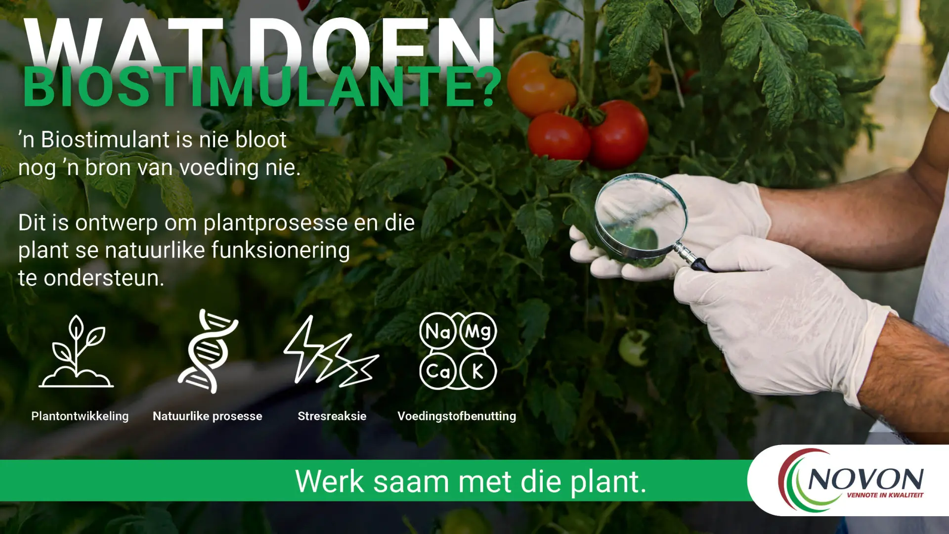Biostimulante: Werk saam met die plant | Novon
