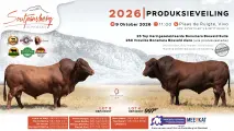 Soutpansberg Bonsmara 2026 Produksieveiling | 9 Oktober 2026 | 11:00 | Plaas de Ruigte, Vivo