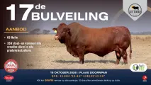 Vlakte Bonsmara 17de Bulveiling | 16 Oktober 2026 | 11:00 | Plaas Doornpan, Roedtan