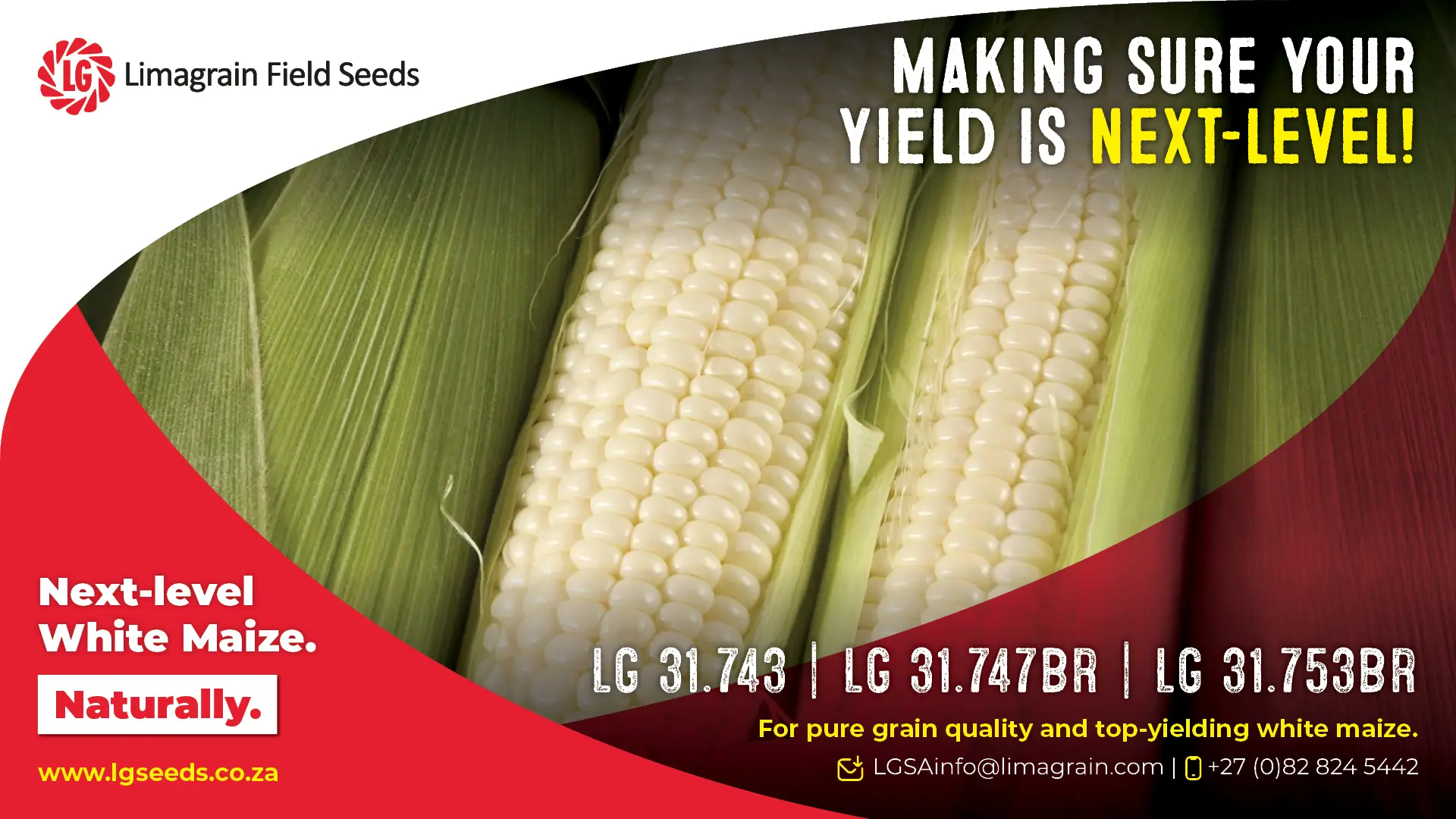 Next-level white maize cultivars: LG 31.743, LG 31.747BR &amp; LG 31.753BR