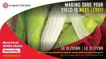 The gold standard in white maize: LG 31.755BR & LG 31.777BR