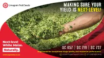 High-yield silage champions: SC 657, SC 719 & SC 727 white maize