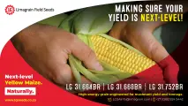 High-energy grain powerhouses: LG 31.664BR, LG 31.668BR & LG 31.752BR yellow maize