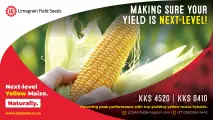Peak yield powerhouses: KKS 4520 & KKS 8410 yellow maize cultivars