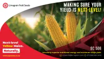 SC 506: Maximum silage yield meets superior nutrition