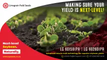 The future of soybean yields: LG 60159IPR & LG 60260IPR cultivars